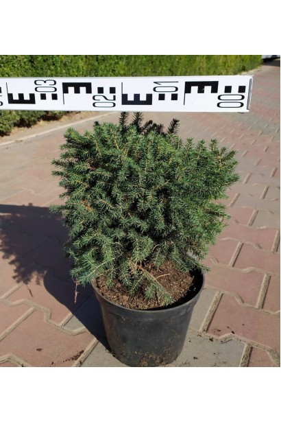 Ель сербская Карел - 5л/вис.20-22см/Ø30-32см